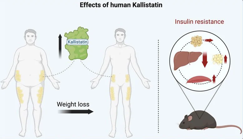 New Research Unveils Potential Obesity and Diabetes Treatment Target: Kallistatin