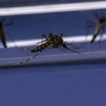 Delhi on High Alert: Union Health Minister Mobilizes Multi-Agency Response as Peak Dengue Season Begins