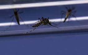 WHO prequalifies new dengue vaccine