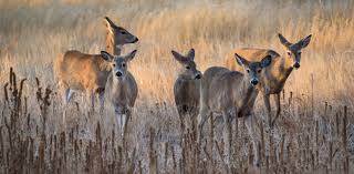 Substantial Barrier Preventing Spread of Deadly Chronic Wasting Disease to Humans, Study Finds