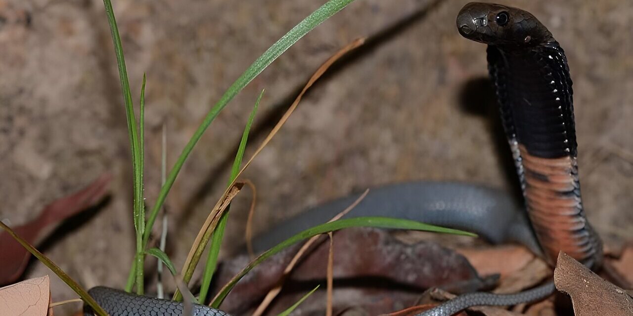 Scientists Discover Breakthrough Snakebite Treatment to Prevent Tissue Damage Caused by African Spitting Cobra Venom