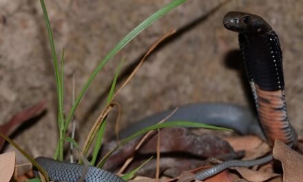 Scientists Discover Breakthrough Snakebite Treatment to Prevent Tissue Damage Caused by African Spitting Cobra Venom