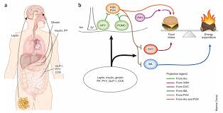 Monell Chemical Senses Center Unveils New Insights into Sweet Taste Receptors and Glucose Metabolism