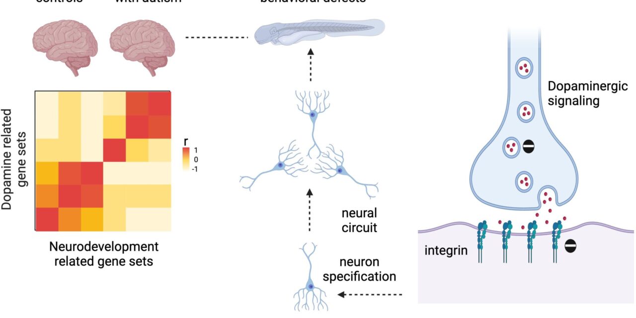 Novel Therapeutic Target Identified to Transform Autism Treatment