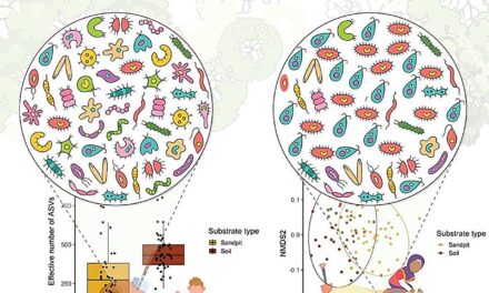 Dirt: The Unlikely Hero in Boosting Children’s Health