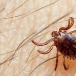 NEC, Nagasaki University Collaborate on AI-Powered Vaccine Against Deadly Tick Virus