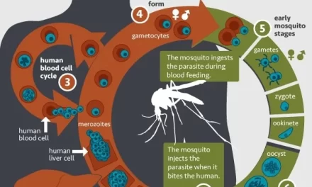 New Insights into Antibody Roles Could Improve Malaria Vaccines for Children