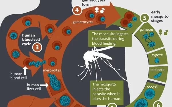 Researchers Uncover Natural Antibodies That Could Prevent Severe Malaria