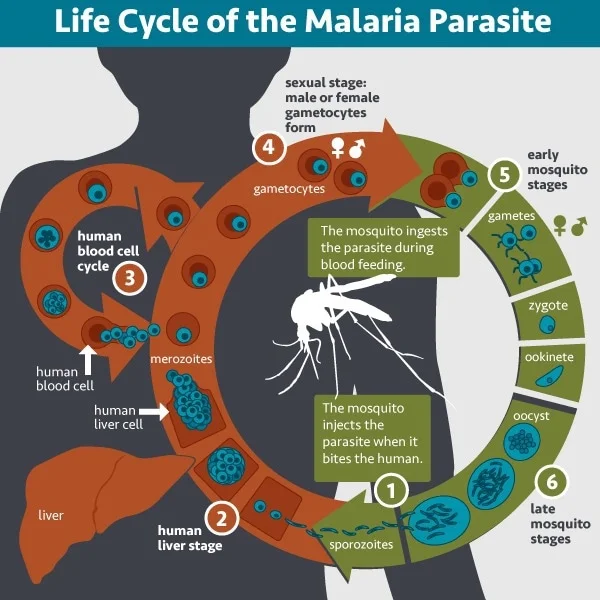 New Insights into Antibody Roles Could Improve Malaria Vaccines for Children