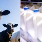 Why Bovine Colostrum Supplements Could Be a Health Gamble