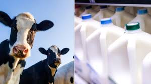 Flu Virus Can Stay Infectious in Refrigerated Raw Milk for 5 Days, Study Finds