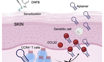 DNA-Based Ointment Shows Promise in Combating Allergic Contact Dermatitis