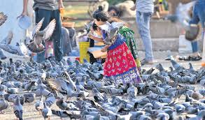 Serious Health Risks Linked to Prolonged Exposure to Pigeon Allergens: A Case Study