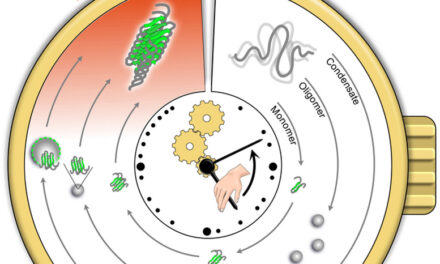 Unlocking the Secrets of Aging: Could Protein Clumps Predict Age-Related Diseases?