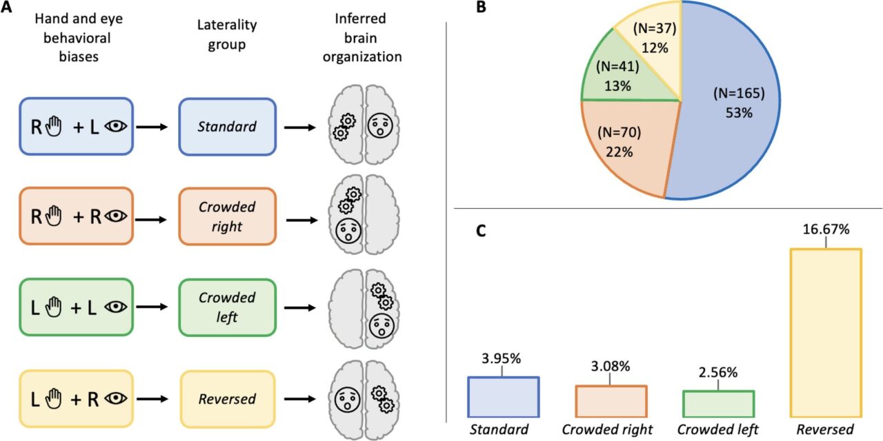 Why Most People Are Right-Handed but Left-Eyed: Unveiling Human and Animal Biases