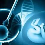 Gene Variant Linked to Early Miscarriages Identified by Rutgers Researchers