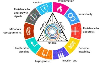 Study of Kindlins reveal novel pathways to cancer treatment