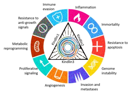 Study of Kindlins reveal novel pathways to cancer treatment