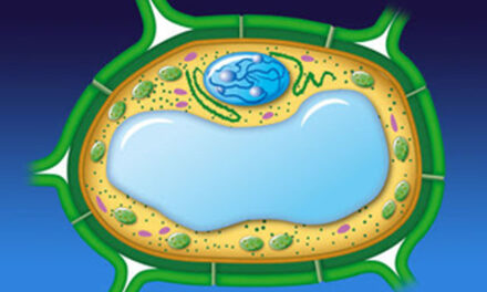 Turning Bacteria into Cellulose-Producing Mini-Factories