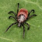 New York Confirms First Human Case of Rare Bourbon Virus, Raising Concerns Over Undiagnosed Tickborne Threats