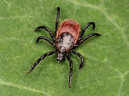 Rise in Tick-Borne Illnesses in Canada: An Emerging Public Health Concern