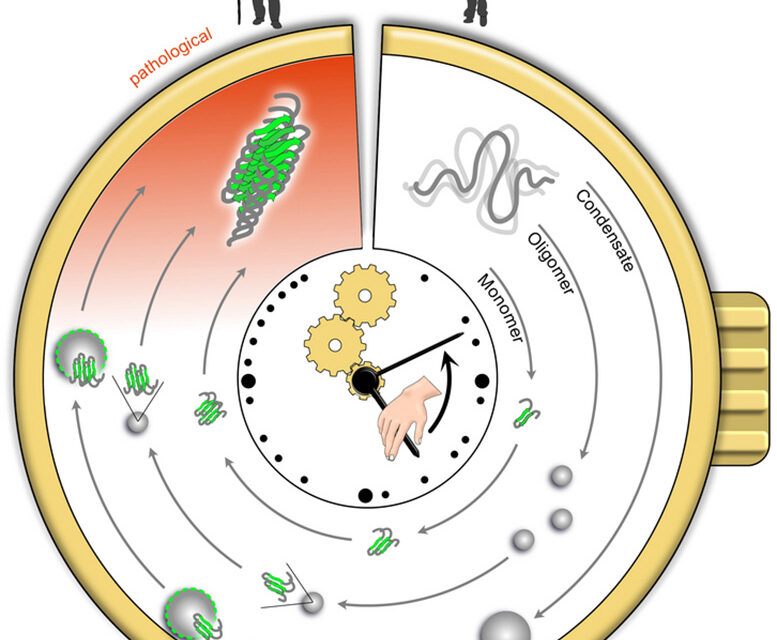 Unlocking the Secrets of Aging: Could Protein Clumps Predict Age-Related Diseases?