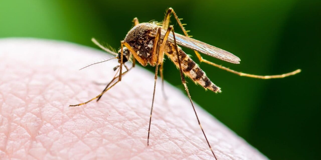 Mosquitoes Use Infrared Detection to Track Humans: A Breakthrough in Understanding the Deadliest Animal’s Hunting Techniques