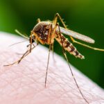 Mosquitoes Bite More Often During Droughts to Stay Hydrated, Study Reveals