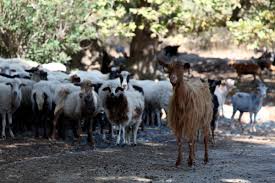 Greece on Alert After Outbreak of Small-Ruminants Plague