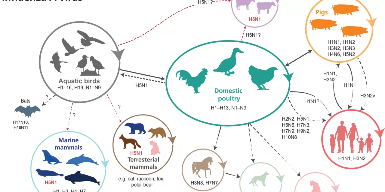 The Next Pandemic? How a Familiar Virus Exploits New Hosts