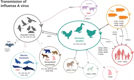 The Next Pandemic? How a Familiar Virus Exploits New Hosts