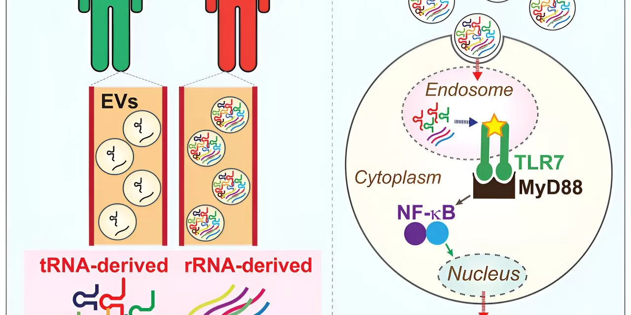 Small RNAs Identified as Immune Boosters Against Tuberculosis: A Breakthrough in Infection Response