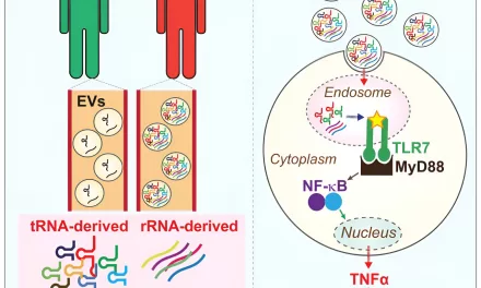 Small RNAs Identified as Immune Boosters Against Tuberculosis: A Breakthrough in Infection Response