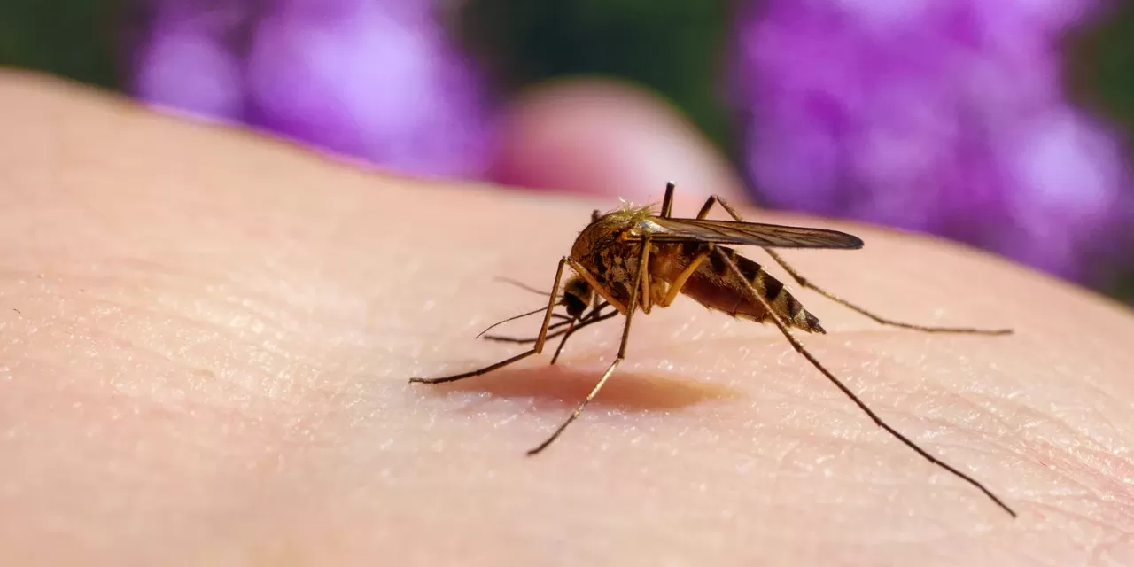 Rare Mosquito-Borne Illnesses Are Making Headlines—Here’s What to Know