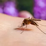 Breakthrough Bacteria Discovery Could Enhance Mosquito Control Efforts