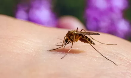 Mosquitoes in Australia May Be Carrying Japanese Encephalitis This Summer—What to Know if You’re Spending Time Outdoors