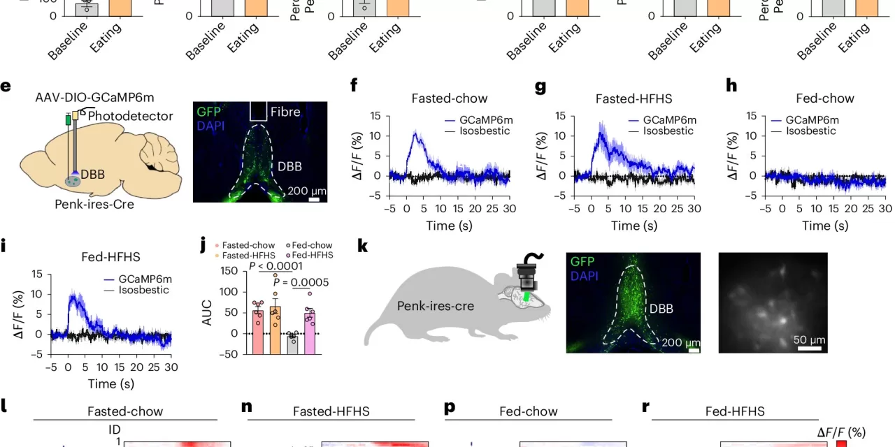 New Study Reveals Brain Circuit Balancing Hunger and Pleasure in Eating