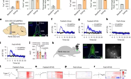 New Study Reveals Brain Circuit Balancing Hunger and Pleasure in Eating