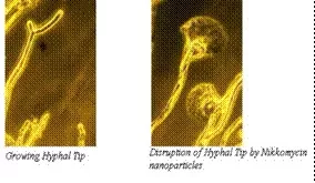 Highly porous Xerogel dressing can save lives by clotting blood faster