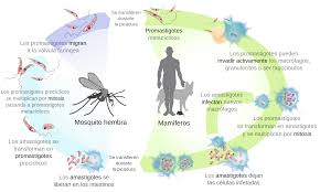 Breakthrough in Leishmaniasis Research: New Model Paves Way for Vaccine Development