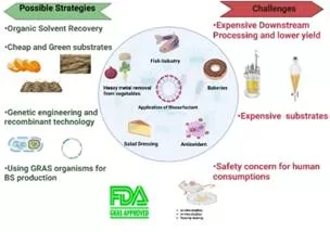 Safe Microbial Substitute Can Replace Synthetic Surfactants in the Food Industry: A Promising Green Alternative