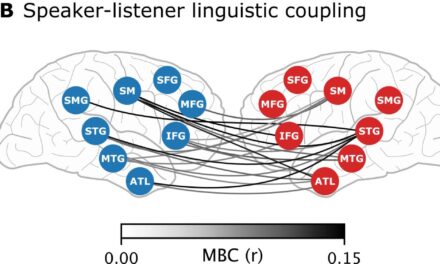 Brain Activity Mirrored Between Speaker and Listener During Conversation, Study Shows