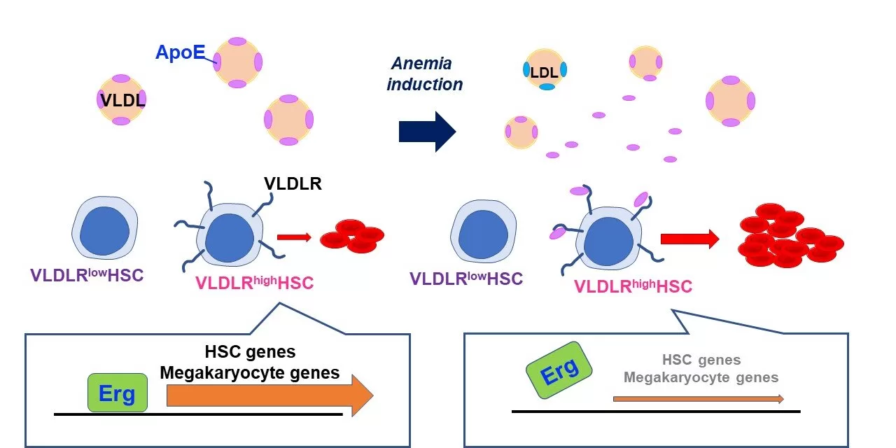 Researchers Discover New Pathway to Treat Severe Anemia in Non-Responsive Patients