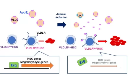 Researchers Discover New Pathway to Treat Severe Anemia in Non-Responsive Patients