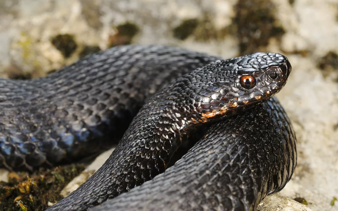 Florida Study Reveals Shocking Number of Preventable Snakebites