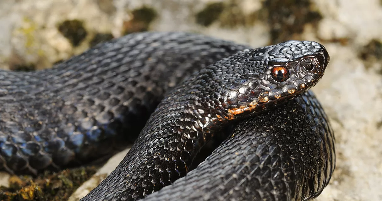 You Can’t Judge a Viper by Its Color: New Research Challenges Myths About the Common Adder