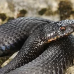 Florida Study Reveals Shocking Number of Preventable Snakebites