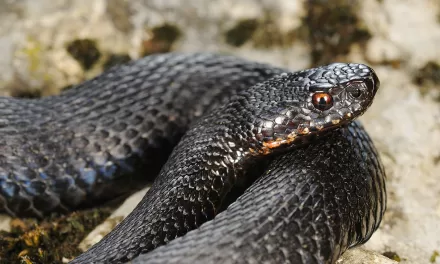 You Can’t Judge a Viper by Its Color: New Research Challenges Myths About the Common Adder