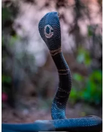 Region-Specific Antivenoms can Improve Treatment of Monocled Cobra Bites