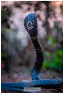 Region-Specific Antivenoms can Improve Treatment of Monocled Cobra Bites